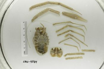 Media type: image;   Invertebrate Zoology CRU-4731 Description: Preserved specimen.;